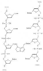 Fig. 11: Cross linking of DNS strands by dehydropyrrolizidine