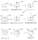 Scheme 1: Biosynthesis of necines
