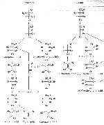 Scheme 2: Biosynthesis of monocarboxylic acids