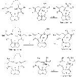 Scheme 3: Biosynthesis of dicarboxylic acids