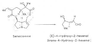 Scheme 5: Degradation of senecionine to 4-hydroxy-2-hexenal