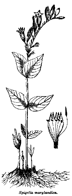 Fig. 95. Spigelia marylandica. Fig. 95. Spigelia marylandica.