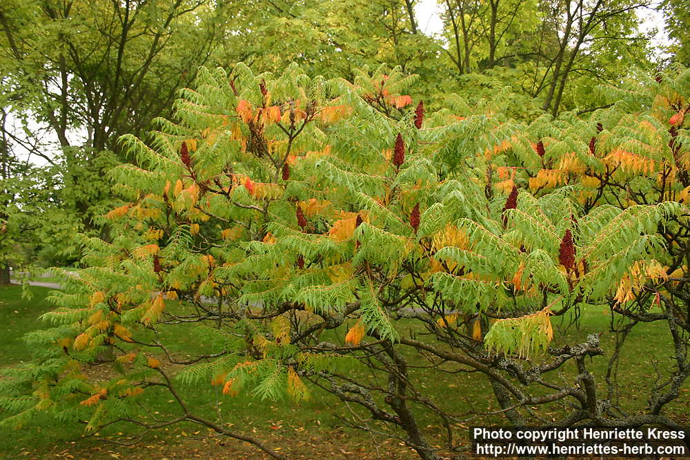 Image result for rhus tree images