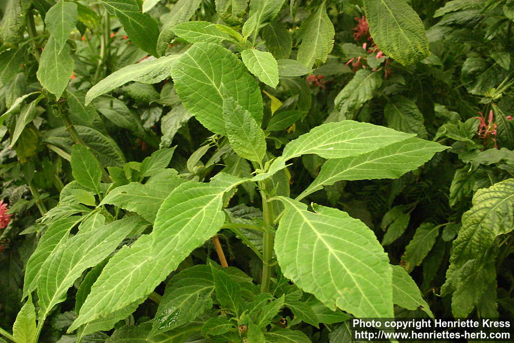 d05_8871_salvia-divinorum.jpg