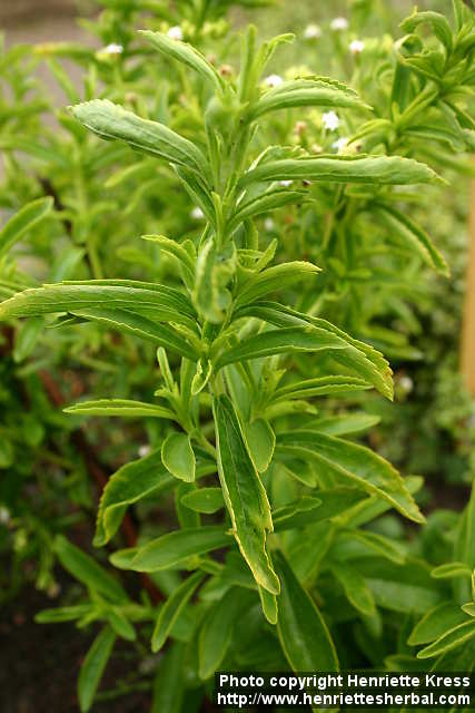 Photo: Stevia rebaudiana 6. | Henriette's Herbal Homepage Photo: Stevia rebaudiana 6. | Henriette's Herbal Homepage