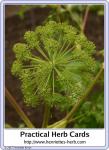 Herb card 16.2017: Angelica.