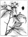 Rubus villosus (Blackberry).