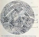 Fig. 8.—Small portion of cross section of inner ba...