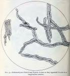 Fig. 9.—Sclerenchyma fibres from Prunus Avium as t...