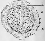 Fig. 1.—Diagram of cross-section of rhizome