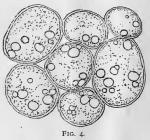 Fig. 4.—A few parenchyma cells
