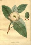 Table 07. Magnolia glauca.