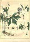 Table 13. Geranium maculatum.