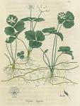 Pl. 05. Coptis trifolia