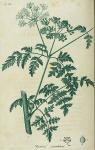 Pl. 11. Conium maculatum.