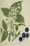 Pl. 38. Rubus villosus 1.
