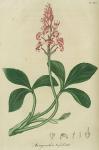 Pl. 46. Menyanthes trifoliata.