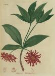 Pl. 48. Illicium floridanum.