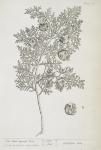 127 Male Cypress.