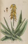 229c Common Aloes.