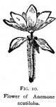 Fig. 10. Flower of Anemone acutiloba.