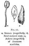 Fig. 11. Anemone acutiloba.