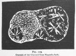 Fig. 119. Crystals of the Glucosid from Magnolia b...