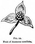 Fig. 12. Fruit of Anemone acutiloba.