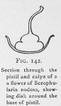 Fig. 142. Section through the pistil