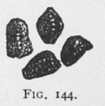 Fig. 144. Seed of Scrophularia nodosa.