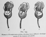 Fig. 145. Flowers of Scrophularia nodosa,