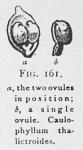 Fig. 161. Ovules.