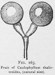 Fig. 163. Fruit of Caulophyllum thalictroides,