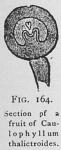 Fig. 164. Section of a fruit of Caulophyllum thali...