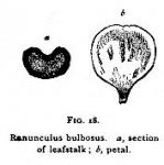 Fig. 18. Ranunculus bulbosus.