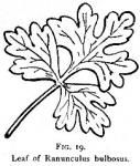 Fig. 19. Leaf of Ranunculus bulbosus.