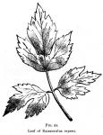 Fig. 21. Leaf of Ranunculus repens.