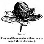 Fig. 22. Flower of Ranunculus sceleratus.