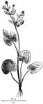 Fig. 23. Ranunculus abortivus.