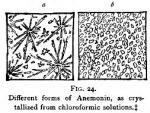 Fig. 24. Different forms of Anemonin