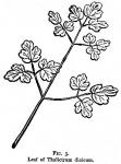 Figure 3. Leaf of Thalictrum dioicum.