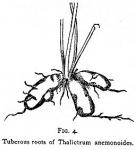 Figure 4. Tuberous roots of Thalictrum anemonoides...