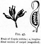 Fig. 47. Fruit of Coptis trifolia;