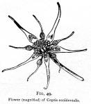 Fig. 49. Flower of Coptis occidentalis.
