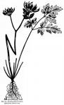 Fig. 53. - Fruiting plant of Coptis asplenifolia.