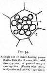 Fig. 54. A single cell of starch-bearing