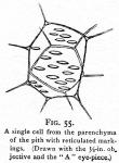 Fig. 55. A single cell from the parenchyma.