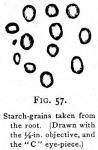 Fig. 57. Starch-grains taken from the root.