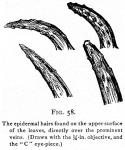 Fig. 58. The epidermal hairs.