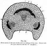 Fig. 62. Cross-section of the stem of the leaf,